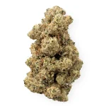 BOG x GMO